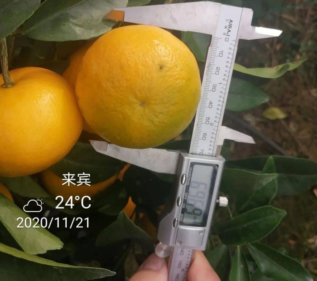 51mm根据测量数据,使用根果良品君至善的沃柑膨果速度要相对快些,糖度