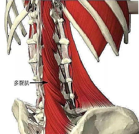 什麼肌肉容易引發脊柱側彎