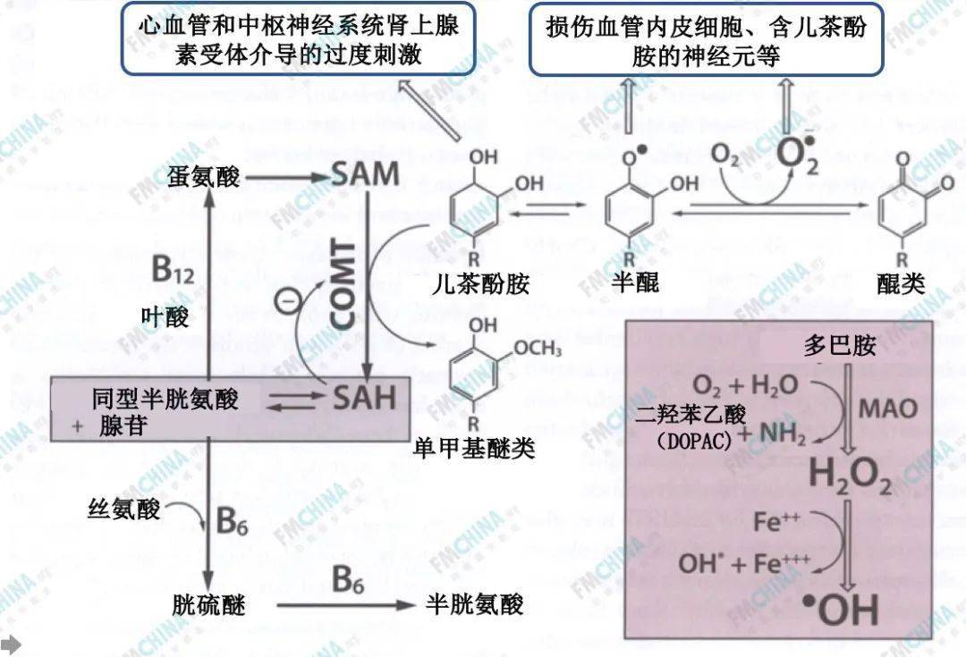 二巯基丙醇解毒原理图片