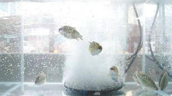 水产动态高氧生态鱼是什么鱼国家级技术支撑增氧效率提高近百倍这会是