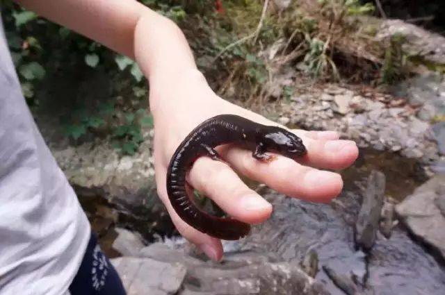 这种鱼发出像狗一样的叫声当地村民叫狗子鱼