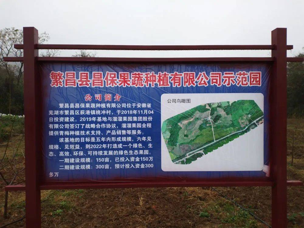 "溜溜果园"项目将复耕的土地种上青梅,现百亩优质"青梅"种植长势喜人