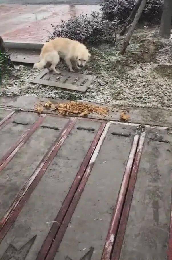 狗狗凍得發抖,雨傘跟狗碗被拿走,一地的食物讓狗難堪