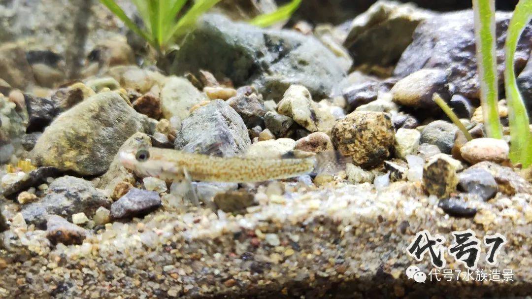 30cm桌面原生缸麻雀虽小五脏俱全