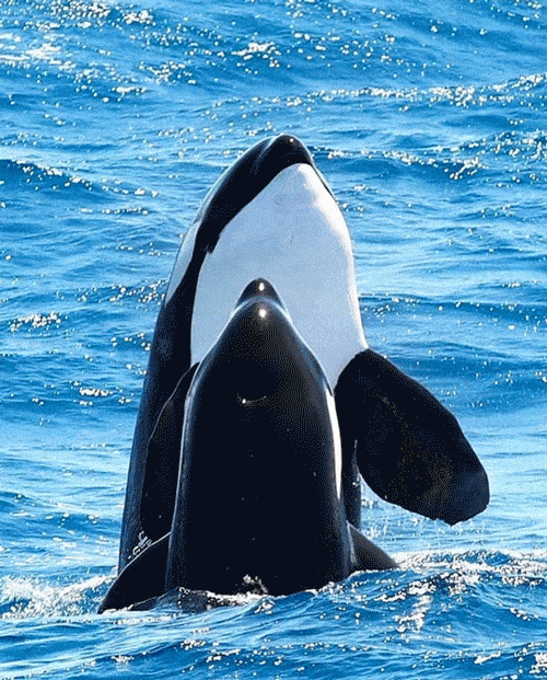 500_621竖版 竖屏gif 动态图 动图