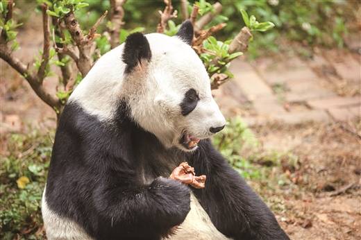柳州大熊猫明浜14岁了!