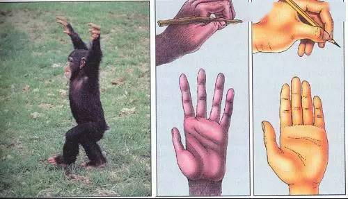 正中神经损伤多发生于前臂和腕部,损伤后主要出现:①运动障碍,表现为