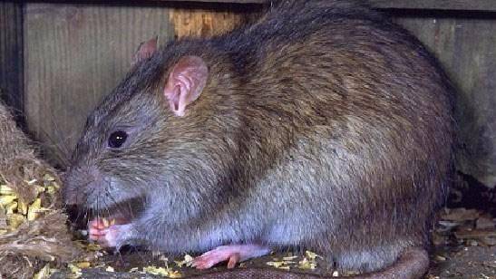 老鼠竟怕这碗毒把它撒在厨房灶台上老鼠连窝一起端