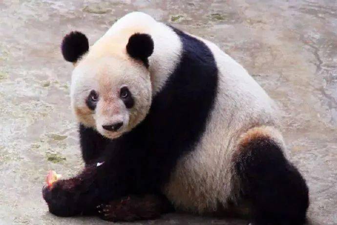 大熊猫"新星"谱系号253,雌性,38岁零4个月.