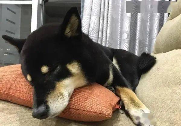 累成狗!黑柴"神奇姿势"熟睡,网友:烤乳猪烧焦啦