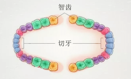一般来说,正常人有28-32颗牙齿,如果您从正中的门牙往边缘数,第八颗就