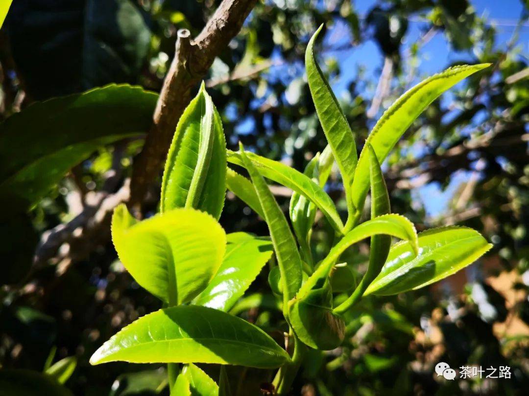 冰岛茶发展简史