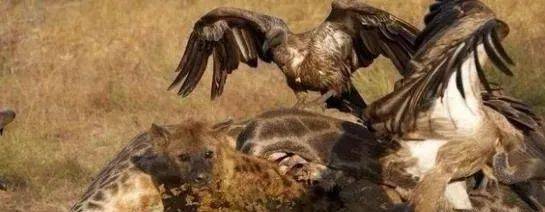 鬣狗钻进长颈鹿身体里吃肉等爬出来一看眼前的场景让它蒙圈了