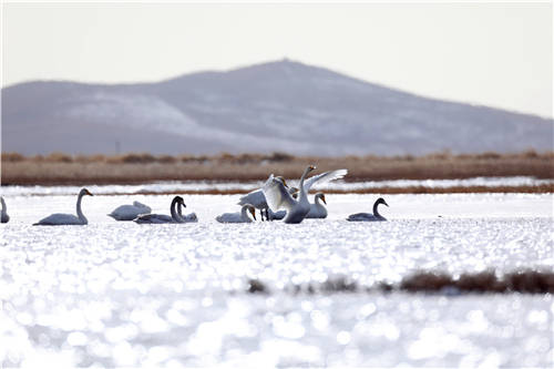 数百只“白色精灵”栖息越冬——若尔盖高原湖成为美丽的“天鹅湖”
