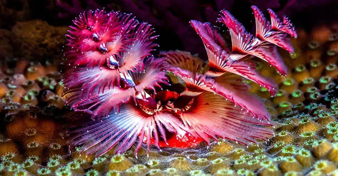 一起看看可爱的"海底圣诞树"吧~_珊瑚