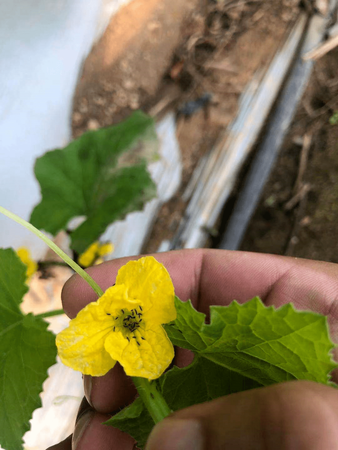 ▼哈密瓜花薊馬▼但一個小小的蟲子讓農友們在豐收的喜悅中蒙上了陰影