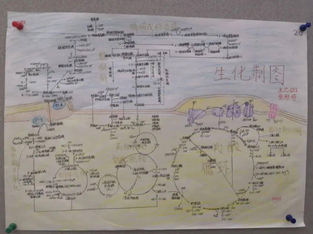 快来看看神仙生化绘图啦!