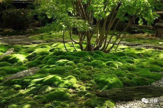 不适合养苔藓景观的院子10大总结错过可要吃大亏