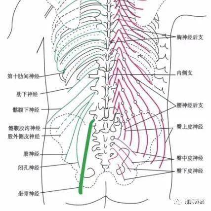 脊神经后内侧支解剖图图片