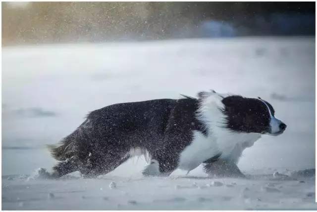 分享一組邊牧冬天踏雪照看得我都想帶狗子出去玩了