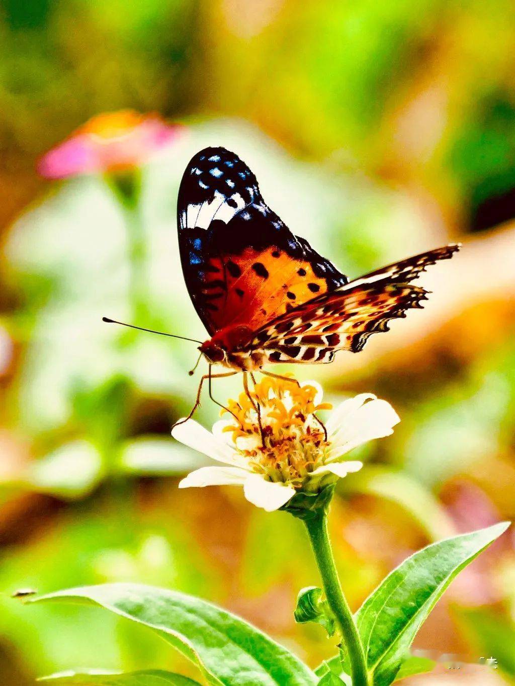 "金剪子"ps创作大赛第六期作品选登及获奖名