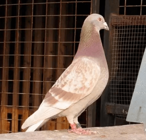 雄为降,雌为灰,配对是上策!