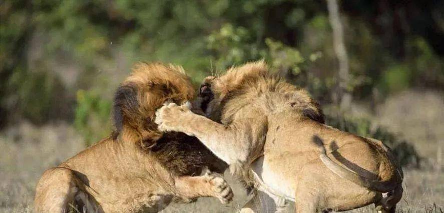 罕见!年轻雄狮挑战老狮王,搏命厮杀争夺领地,镜头记录狮王之争