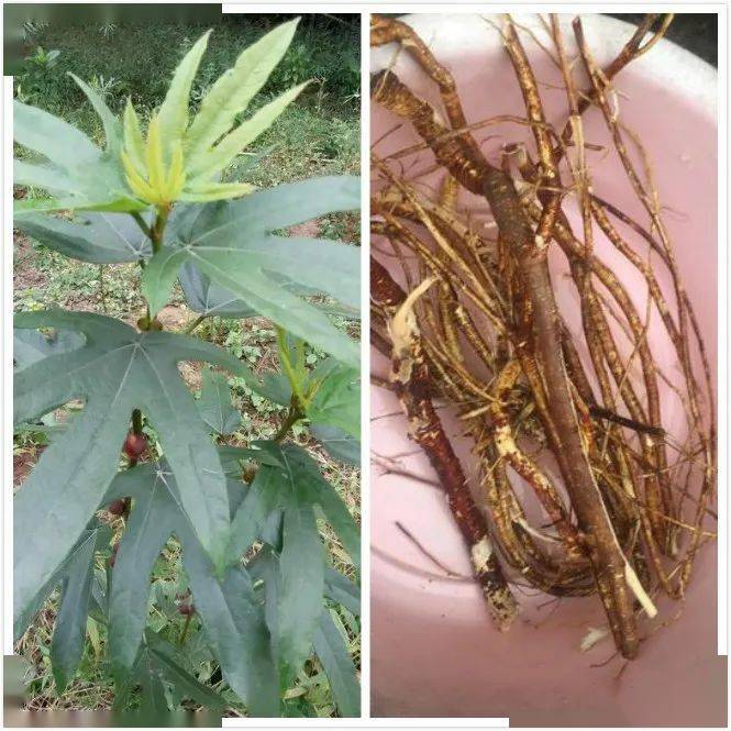 卖山货的农村小伙意外发现商机一年多赚10几万