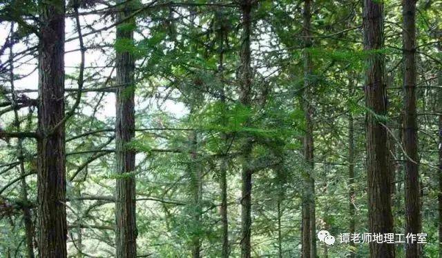 【地理观察】专业解读森林的分类和演替过程，附中国的森林种类_针叶林