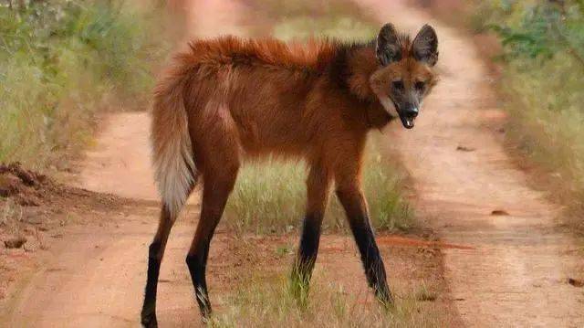 国外惊现"狼马杂交"动物,长相非常奇怪,太罕见了!