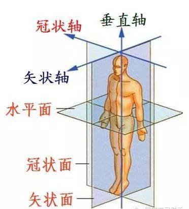 冠状轴运动图片