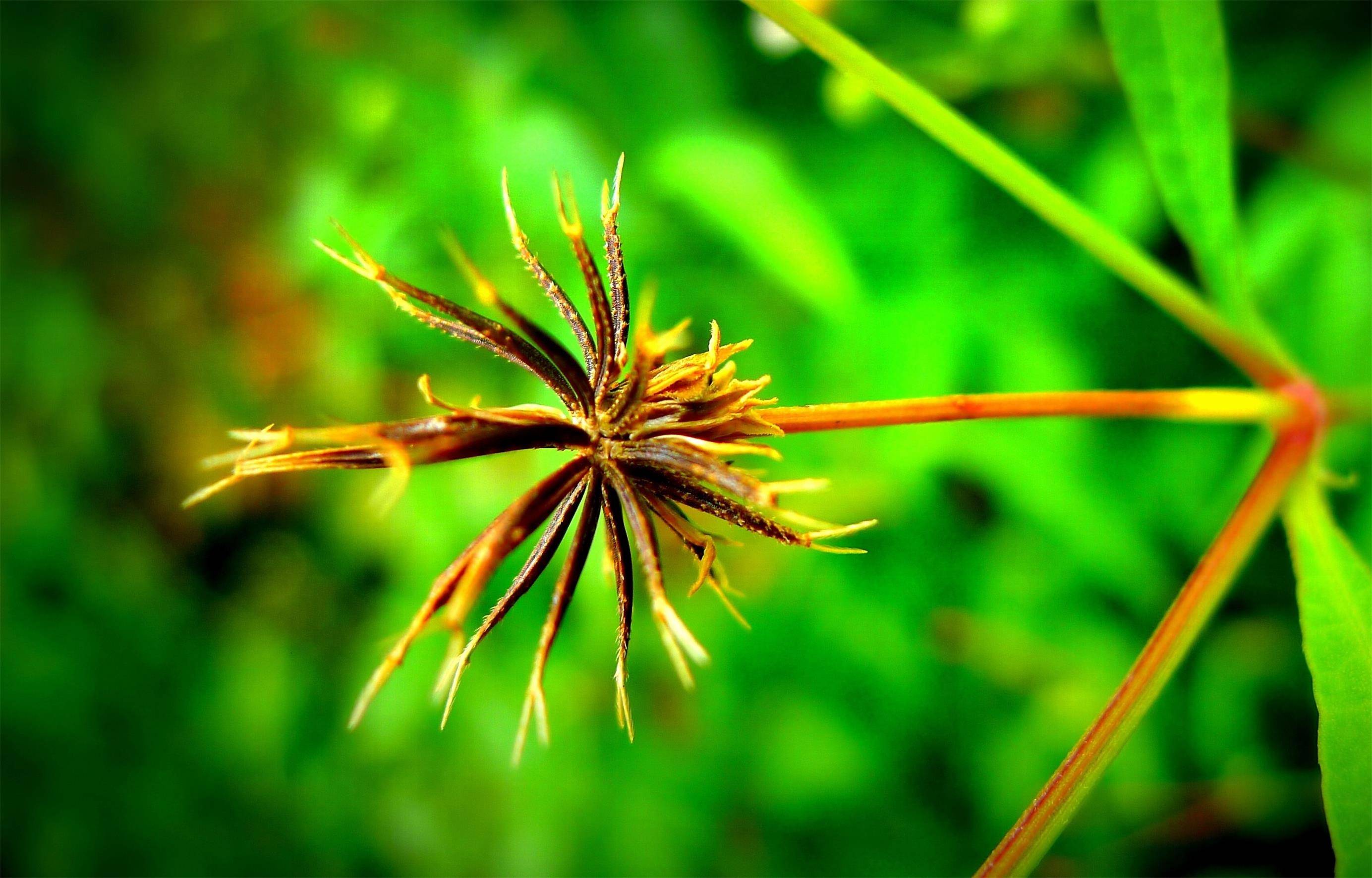 牵衣勾人鬼针草自开自落心素净