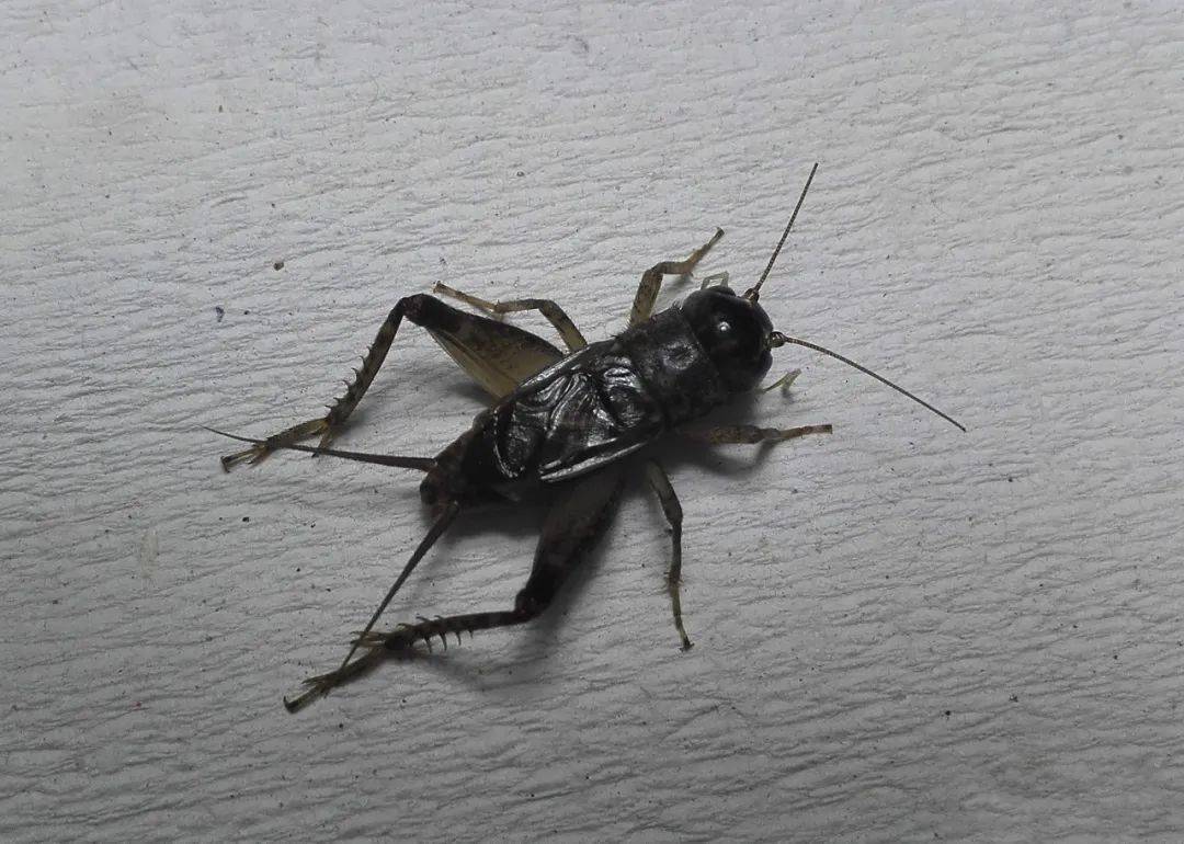 但是其中最让我满意的是一条2正左右的小黑牙!