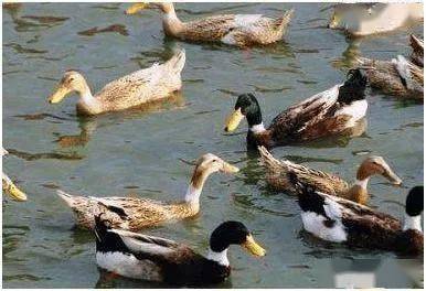 这个品种的鸭,最适合农间养了,想养鸭的农民朋友看过来!_蛋鸭