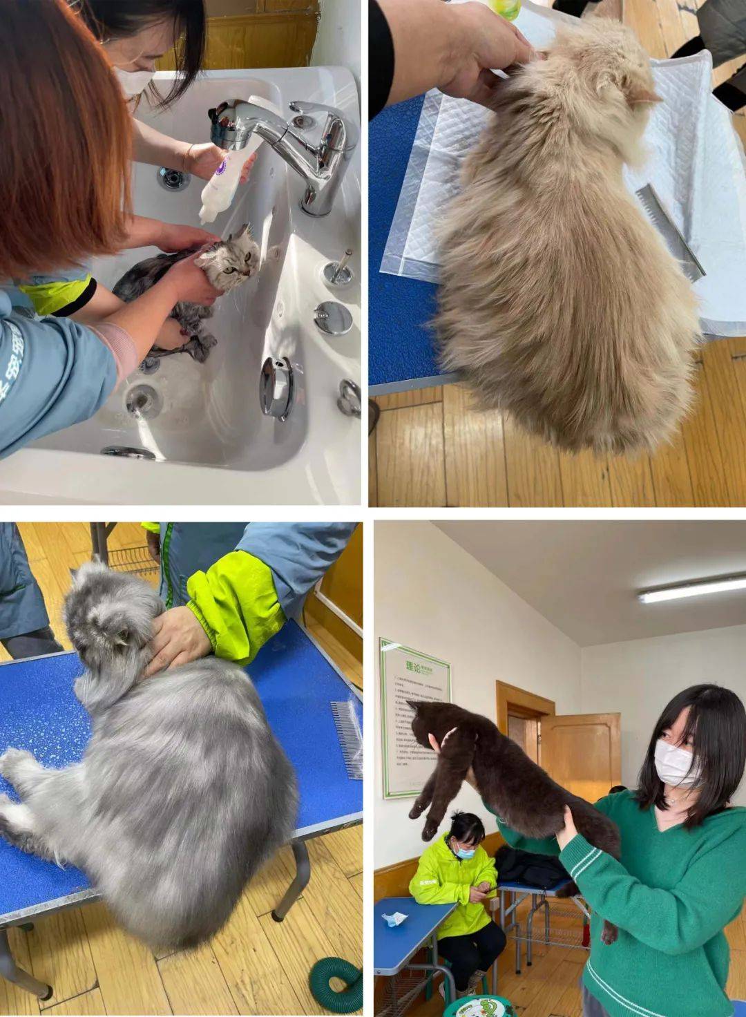 圣宠宠物之所以推出《猫洗护与护理》课程,除了迎合行业的发展和市场
