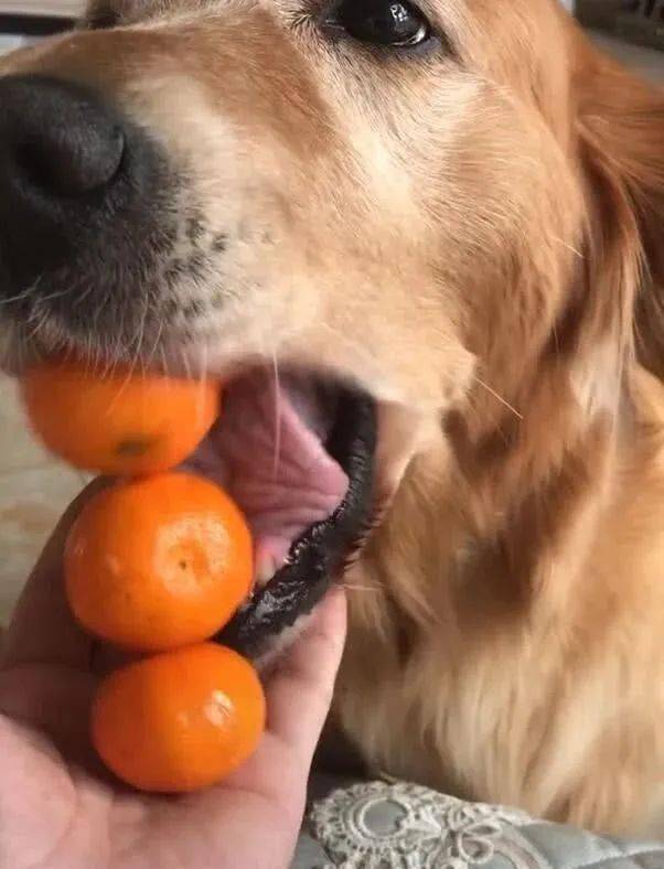 金毛把橘子藏在嘴里,被命令吐出来,吐出的个数让人笑喷!_狗狗