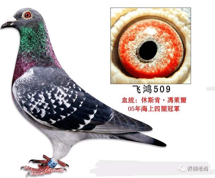 解密世界最强鸽系休斯肯冯莱尔