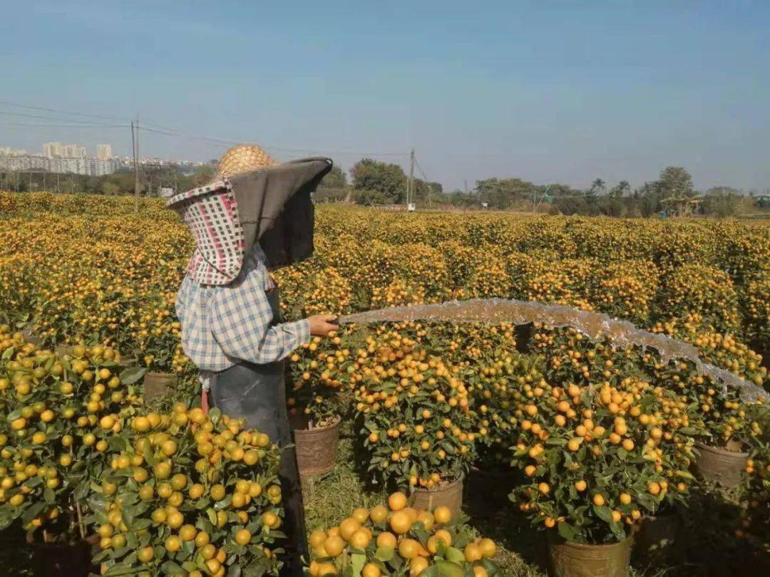 厚街这里遍地"黄金"_年桔