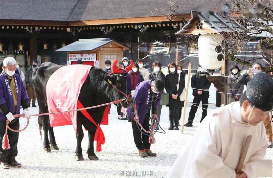 日本佳子公主迎來26歲生日每12年一次牛參拜北野天滿宮