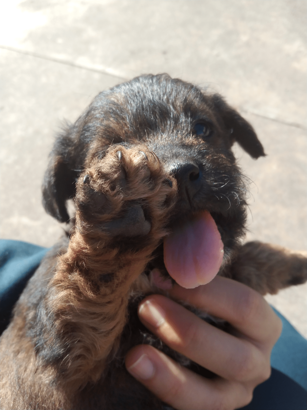 【狗狗领养】三黑一黄,四只田园小狗寻领养