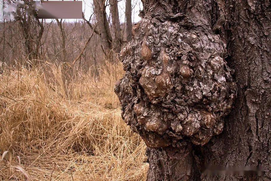 同是枫木纹路各异,五种华丽纹路你更中意哪一款