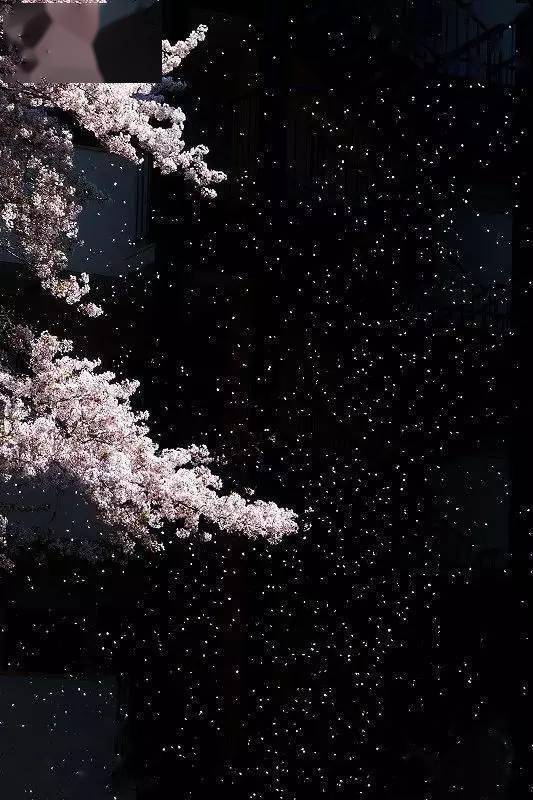 如何拍好暗黑背景的花?_黑色