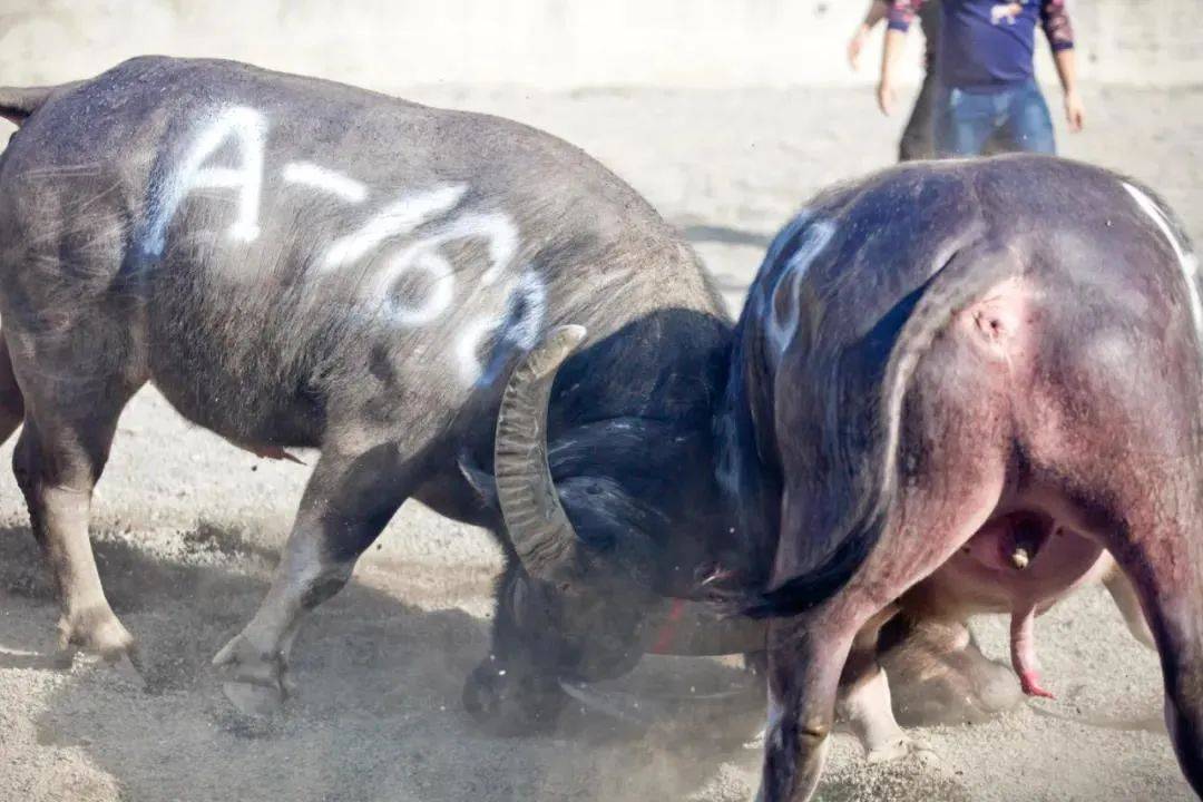1月1日榕江乐里过侗年飞鸿在亚洲最大斗牛场带你看斗牛