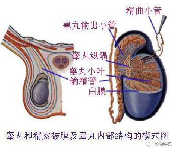 最全人体解剖学图谱