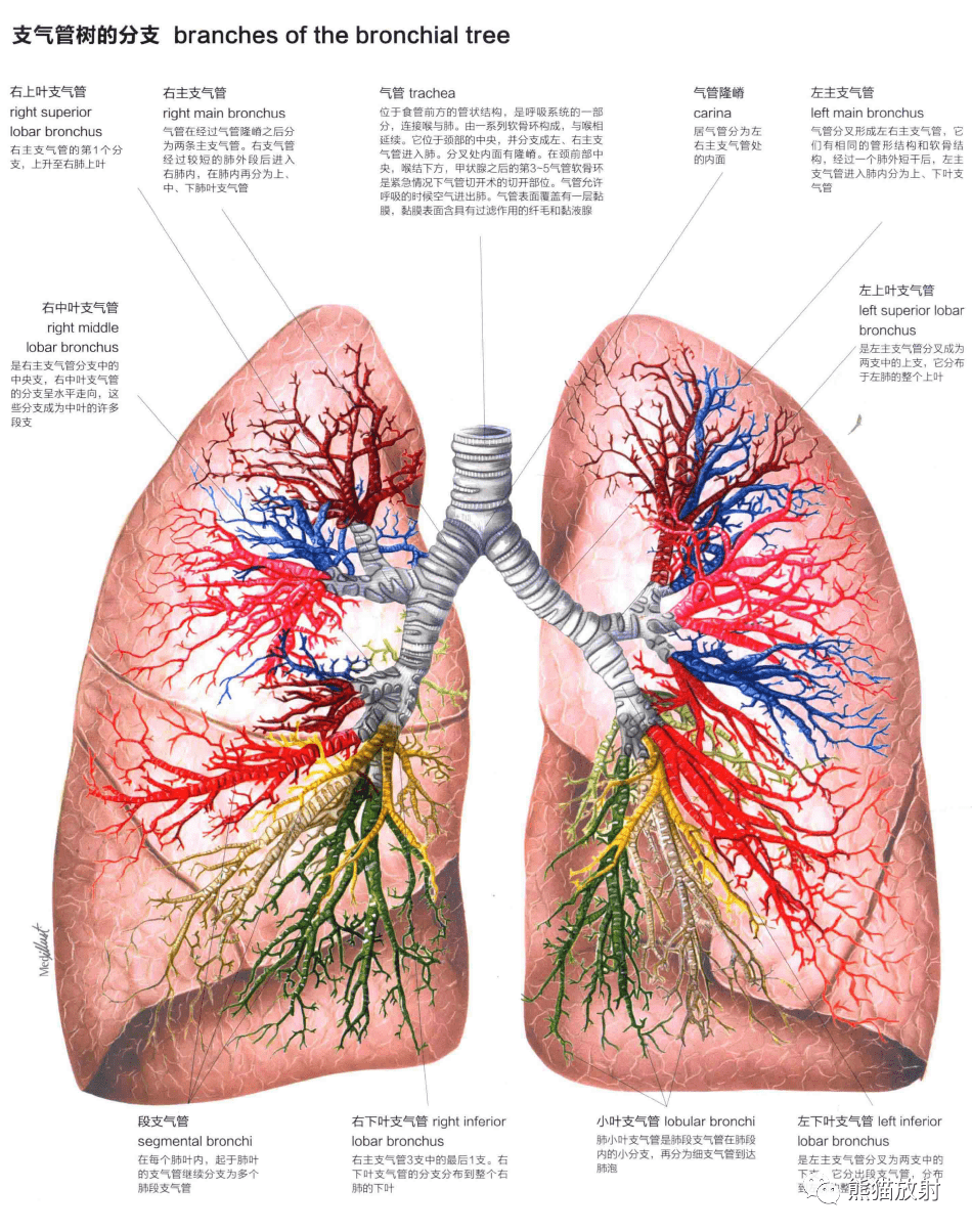 人體圖譜丨呼吸系統上呼吸道肺支氣管樹肺泡