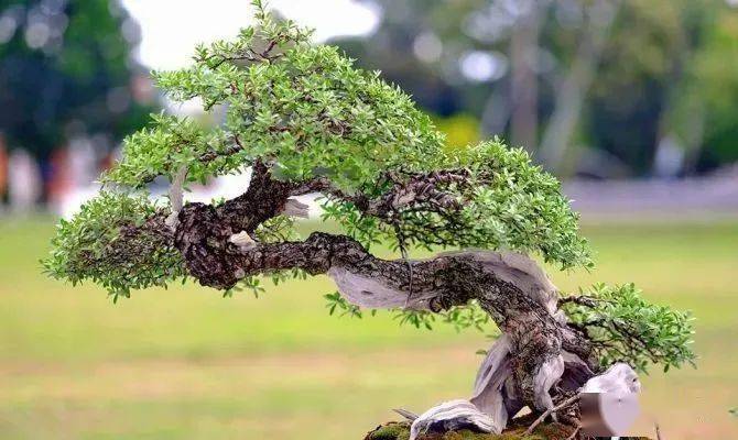 这些越南盆景, "一盆胜比一林春",个个造型精美如画