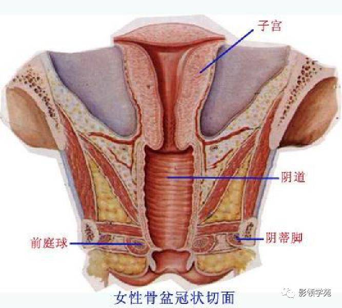 最全人体解剖学图谱