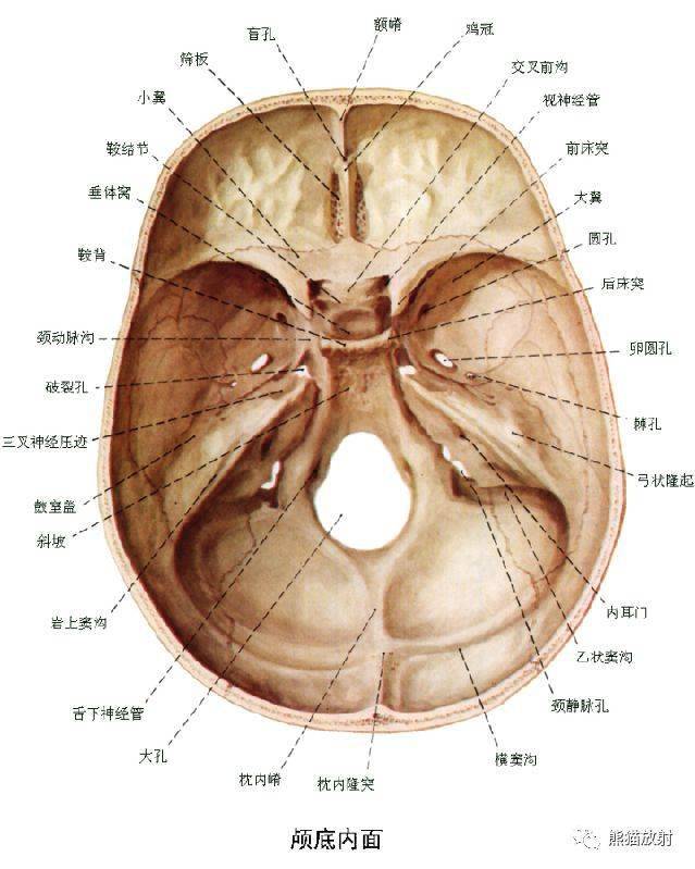 颅面颈部颅面骨眼眶腮腺等详细解剖图谱