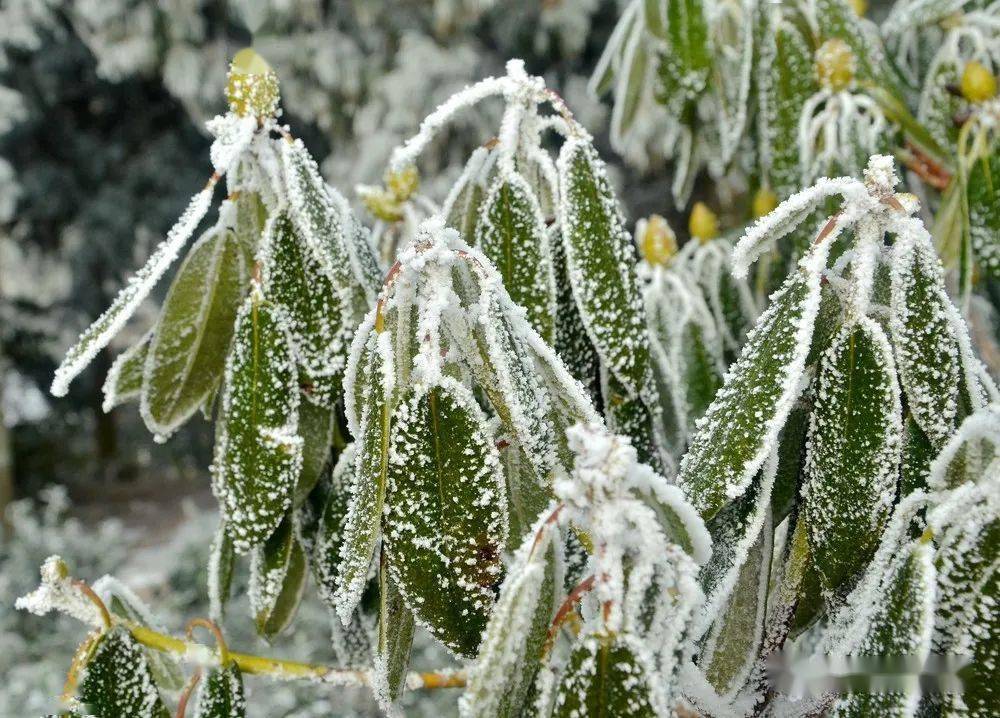 雪后天台华顶山仿佛人间仙境