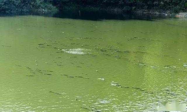 分享一份最全面的找鱼道攻略!连杆不在话下